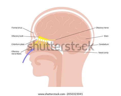 180 Olfactory Nerve Cells Images, Stock Photos, 3D objects, & Vectors | Shutterstock