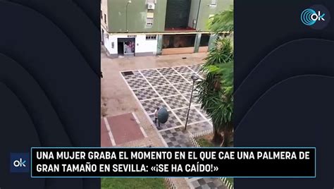 Una Mujer Graba El Momento En El Que Cae Una Palmera De Gran Tama O En