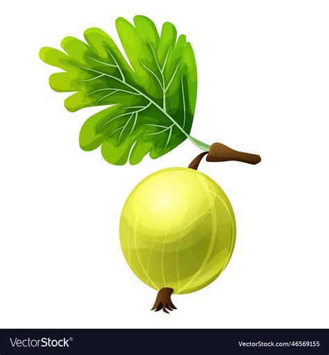 Gooseberry Juicy Plant In Cartoon Style Isolated Vector Image