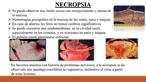 Rinotraqueitis Infecciosa Bovina Ibr Ppt