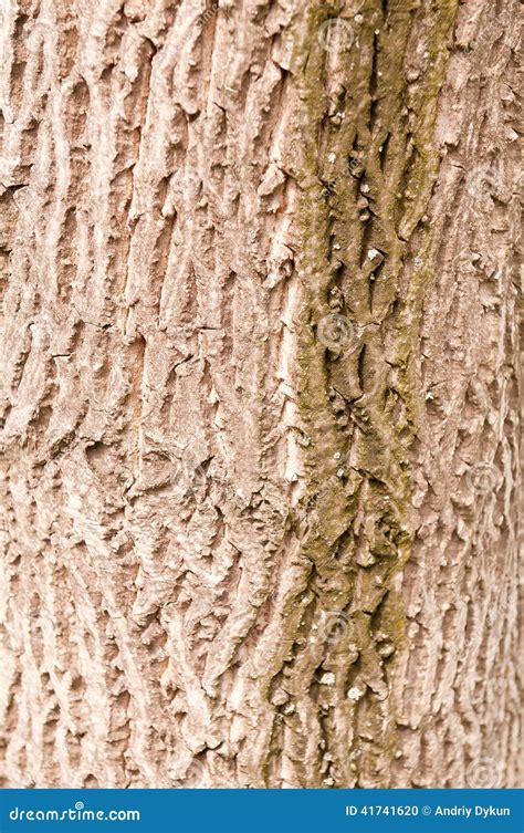 Bark of walnut tree stock photo. Image of timber, textured - 41741620