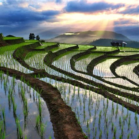 Rice Fields In Chiang Mai Thailand Chiang Mai Thailand Adventure