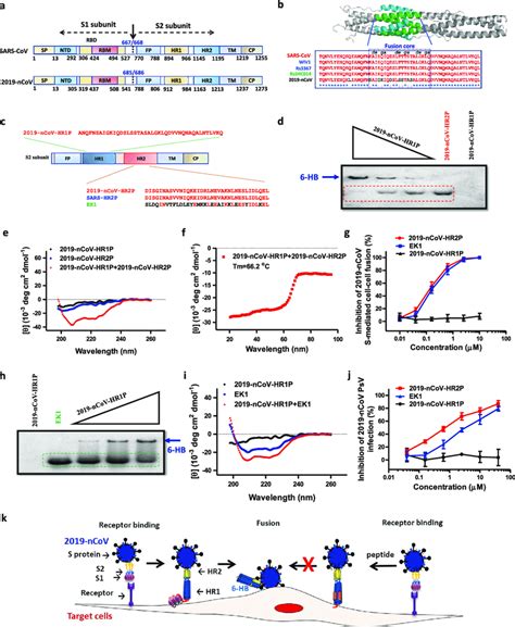 Study of the fusion mechanism of 2019-nCoV and characterization of a ...