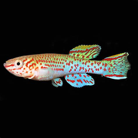 Gardneri Panchax Killifish Group Captive Bred Tropical Fish For