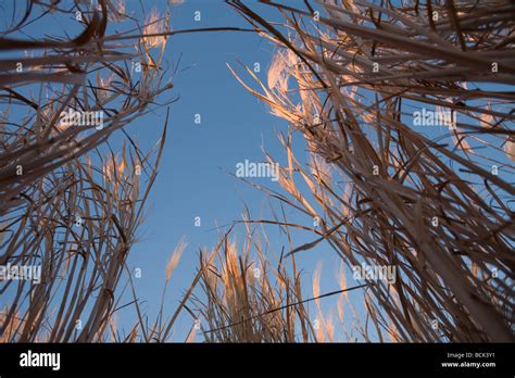 Miscanthus Giganteus Grass Grown For Biofuel Stock Photo Alamy