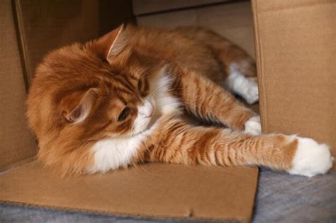 Premium Photo | Cat in a cardboard box