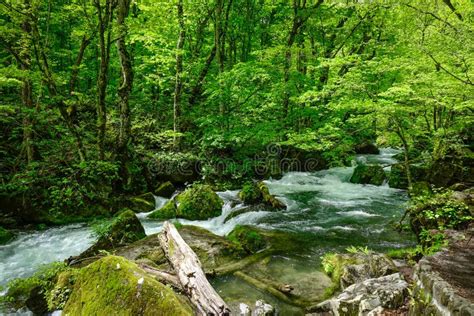 Oirase Gorge in Aomori, Tohoku, Japan Stock Image - Image of nature, leaf: 106938453