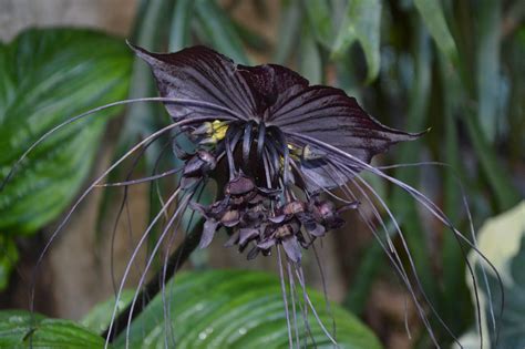 Black Bat Flower Pictures - Wallpics.Net