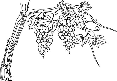 Drawing of a grape vine