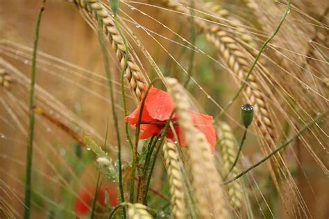 Ladang Jagung Gandum Bulir Foto Gratis Di Pixabay Pixabay