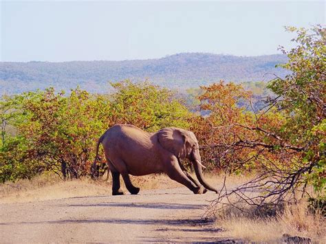 Visitez Le Parc Kruger Lors D Un Safari De 3 Jours Depuis Johannesburg