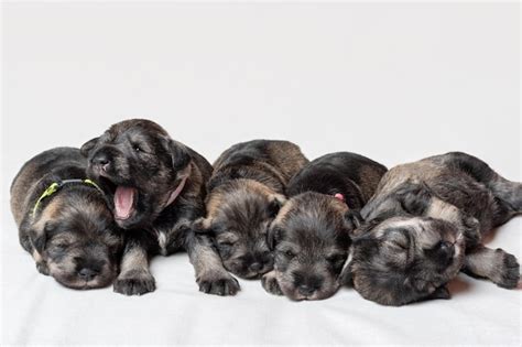 Cinco cachorros schnauzer miniatura recién nacidos dormidos sobre un