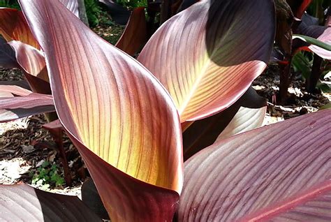 Canna Lily Bulbs Dark Red Purple Musifolia Large Tropical Etsy