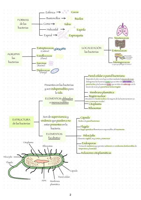 SOLUTION Tema 6 Las Enfermedades Infecciosas Studypool