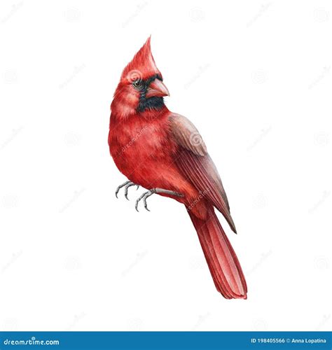 Red Cardinal Bird Watercolor Illustration Hand Drawn Close Up Single