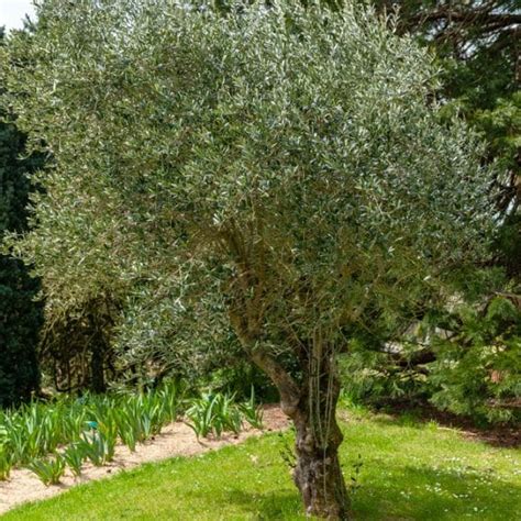 Oliviers Arbre Fruitier Méditerranéen Pépinière Ferriere Fleurs