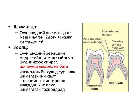 байнгын шүдний онцлог Ppt