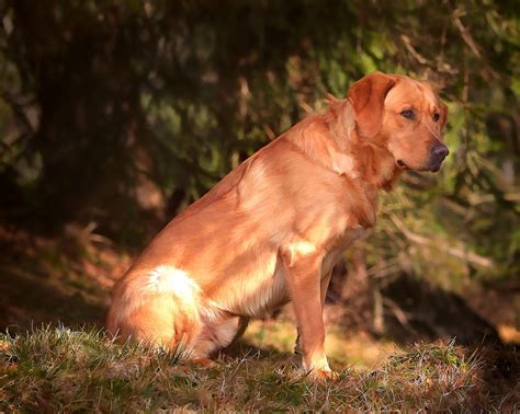 無料画像 自然 子犬 ペット ゴールデンレトリバー 脊椎動物 ラブラドール・レトリバー でる ヴィズラ デジタル