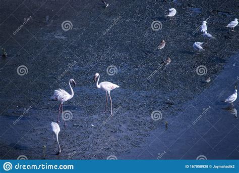 Beautiful Flamingo Bird In New Mumbai Maharashtra India Stock Photo