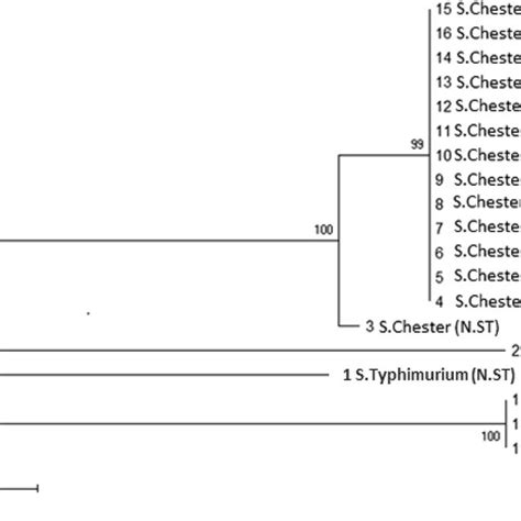 Dendrogram Representing The Similarity Between Salmonella Strains