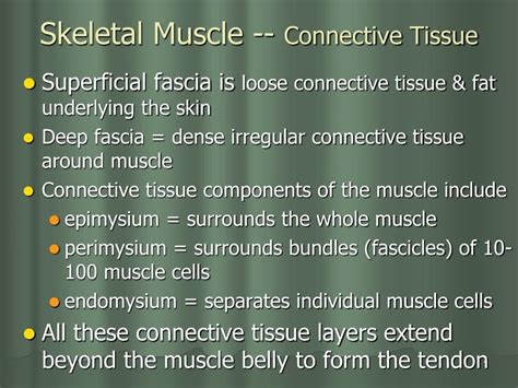 Ppt Three Types Of Muscle Tissue Powerpoint Presentation Free Download Id 6759697