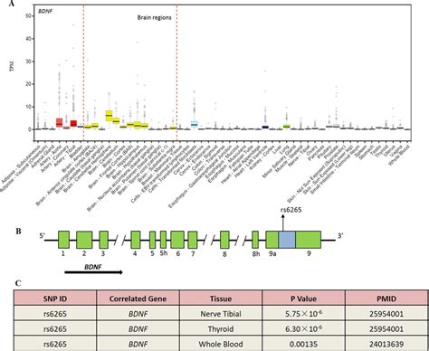 The Bdnf Gene Expression In Different Human Tissues And Rs Eqtl