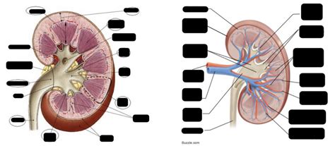 Kidney Diagram Diagram Quizlet