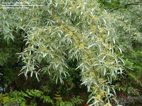 PlantFiles Pictures: Silver Russian Olive (Elaeagnus angustifolia) by ...