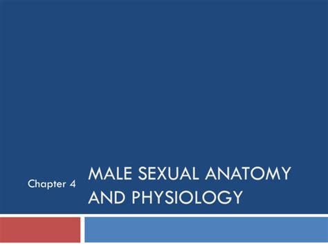 Male Sexual Anatomy And Physiology