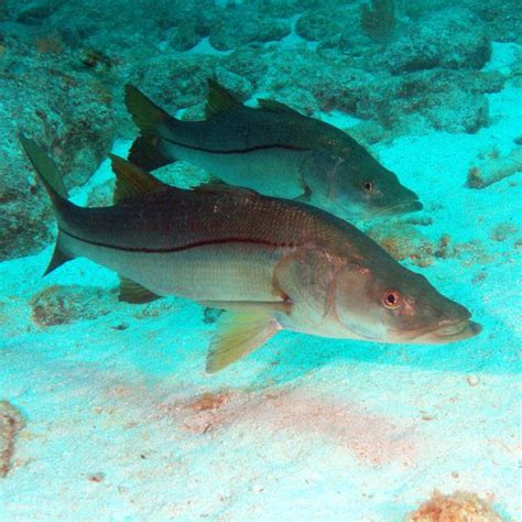 Indian River Lagoon Species Inventory Image Details 13392