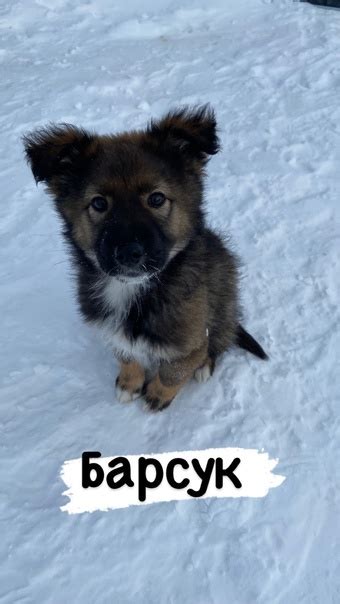Малыши ищут дом. 2 сыночка и лапочка-дочка. Барсук- самый крупный ...