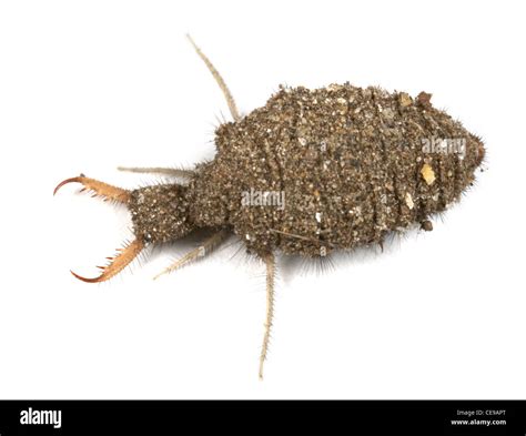 Antlion Larvae