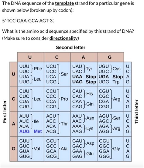 Solved The Dna Sequence Of The Template Strand For A Particular Gene