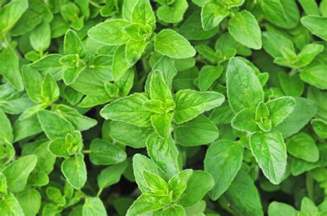 Oregano Health Benefits and Uses | Food Revolution Network