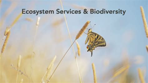 Ecosystem Services And Biodiversity Science For Environment Policy