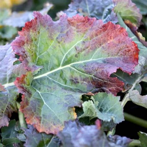 Phosphorus Deficiency In Plants Trifecta Natural