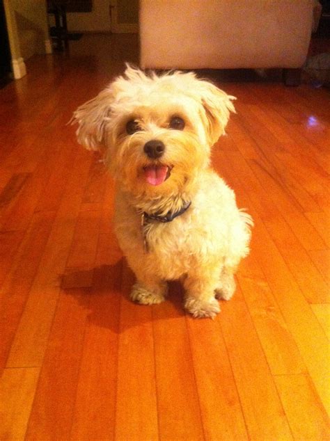 Morkie | GreatDogSite