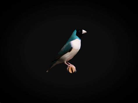 Blue Back Lady Gouldian Finch