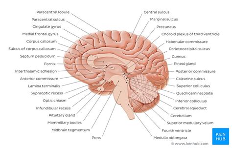 Hypothalamus Anatomy Nuclei And Function Kenhub