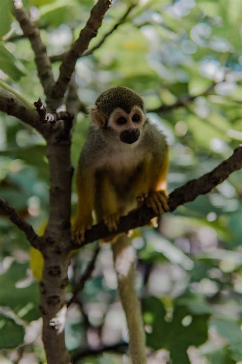 10 Spider Monkey Adaptations in the Tropical Rainforest