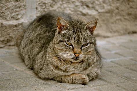 Безплатна снимка : животно, дивата природа, котешки, фауна, наблизо ...