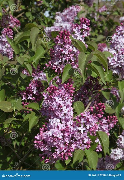 Blooming Of A Pink Syringa Vulgaris Stock Photo Image Of Flower