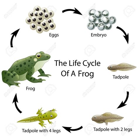 The Life Cycle Of A Frog Ad Life Cycle Frog Lifecycle Of A