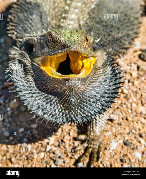 Eastern Bearded Dragon (Pogona barbata) is called 'bearded' because of his ability to flare out ...