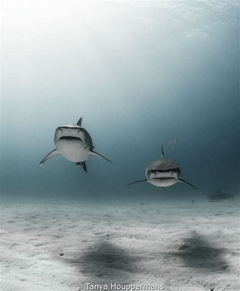 The Twins Two Tiger Sharks Swim Toward The Camera Wh By Tanya