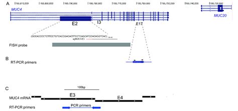 The MUC4 Locus A UCSC Genome Browser Screen Shot Of The MUC4 MUC20