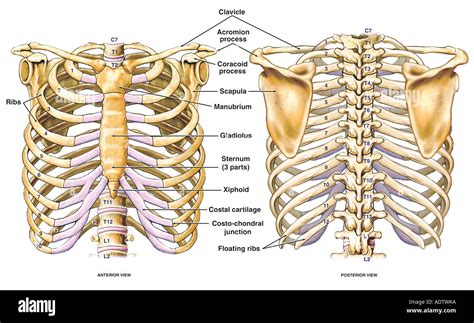 Anatomy Of Ribs And Sternum : Parts of human skeleton.pdf / Bagian ...