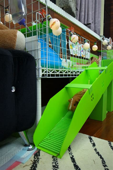 Diy Guinea Pig Stair Guinea Pigs Cute Guinea Pigs Guinea Pig Bedding