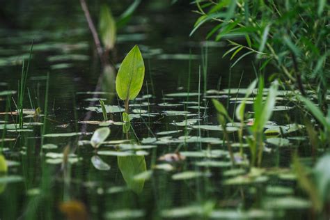 Aquatic Plants in the Water · Free Stock Photo