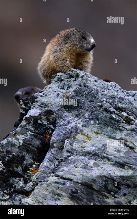 Two Alpine marmots (Marmota marmota) on a rock, Hohe Tauern National ...